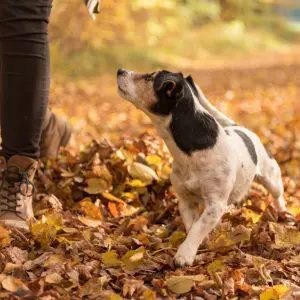 about taking the lead dog training