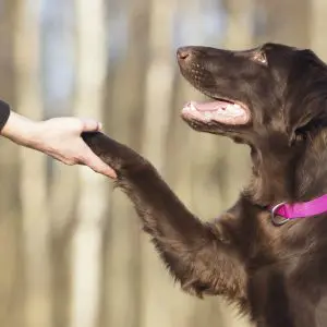 contact essex dog trainer