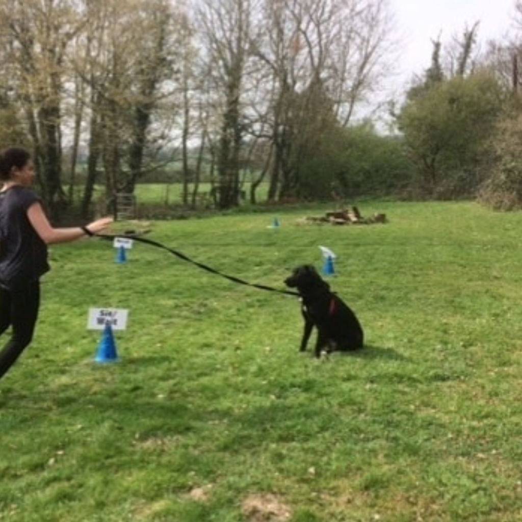 one on one dog training essex