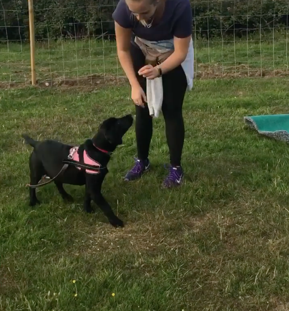 puppy training essex