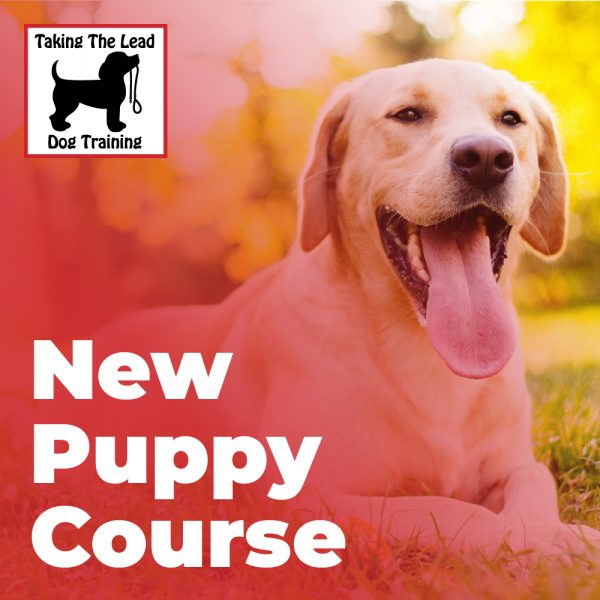 New puppy Course